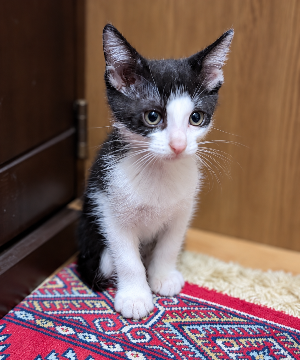 里親募集中のハチワレ子猫ビスケット Biscuit。おっとりした推定2ヶ月の男の子。全国から里親応募可能。Hachiware rescue kitten for adoption in Japan.