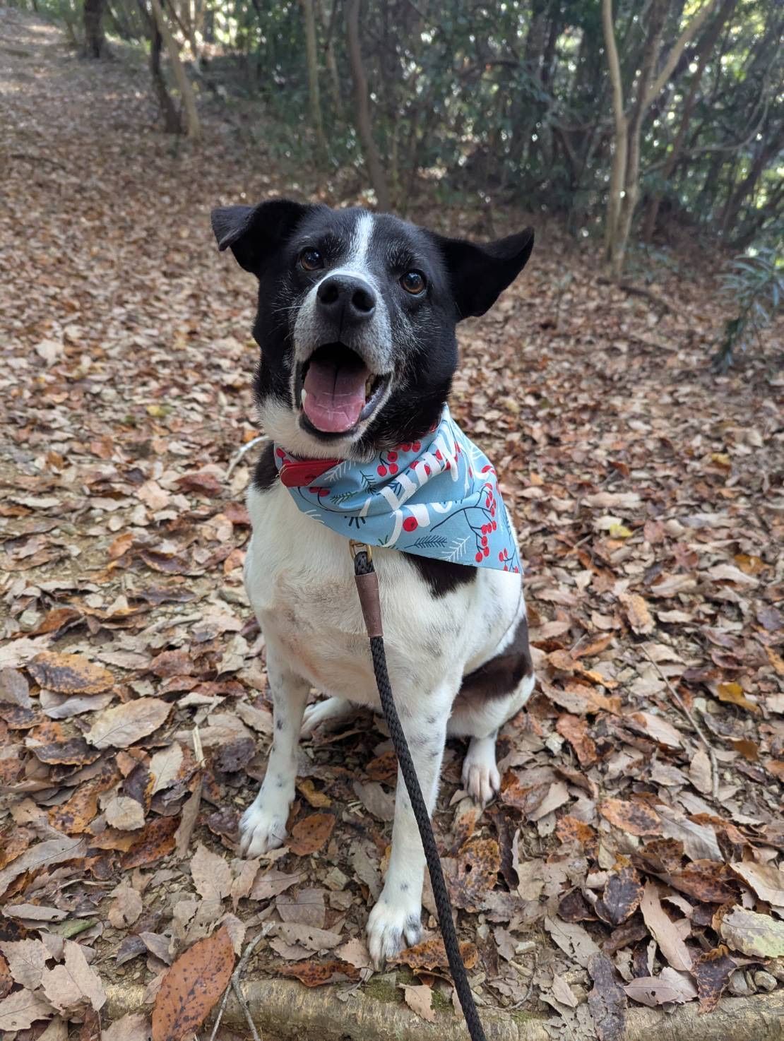 A black and white dog wearing a bandana is sitting on a leash in the woods.