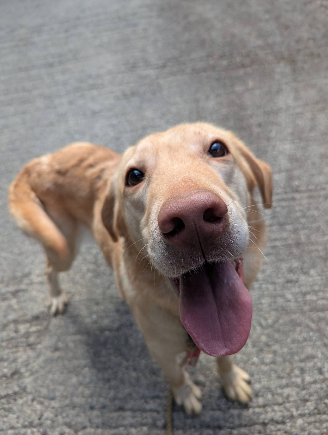 Smiling yellow Labrador with a pink nose and tongue, standing on a grey surface.
