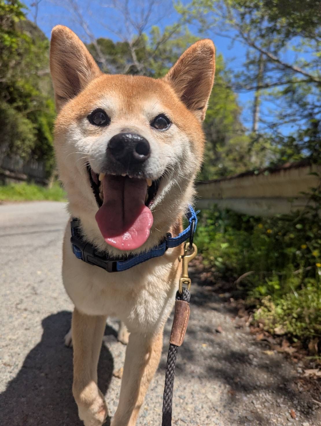 柴犬 保護犬 ケンジ オス 里親募集 徳島 日本｜Shiba Inu rescue Kenji male adoption Japan