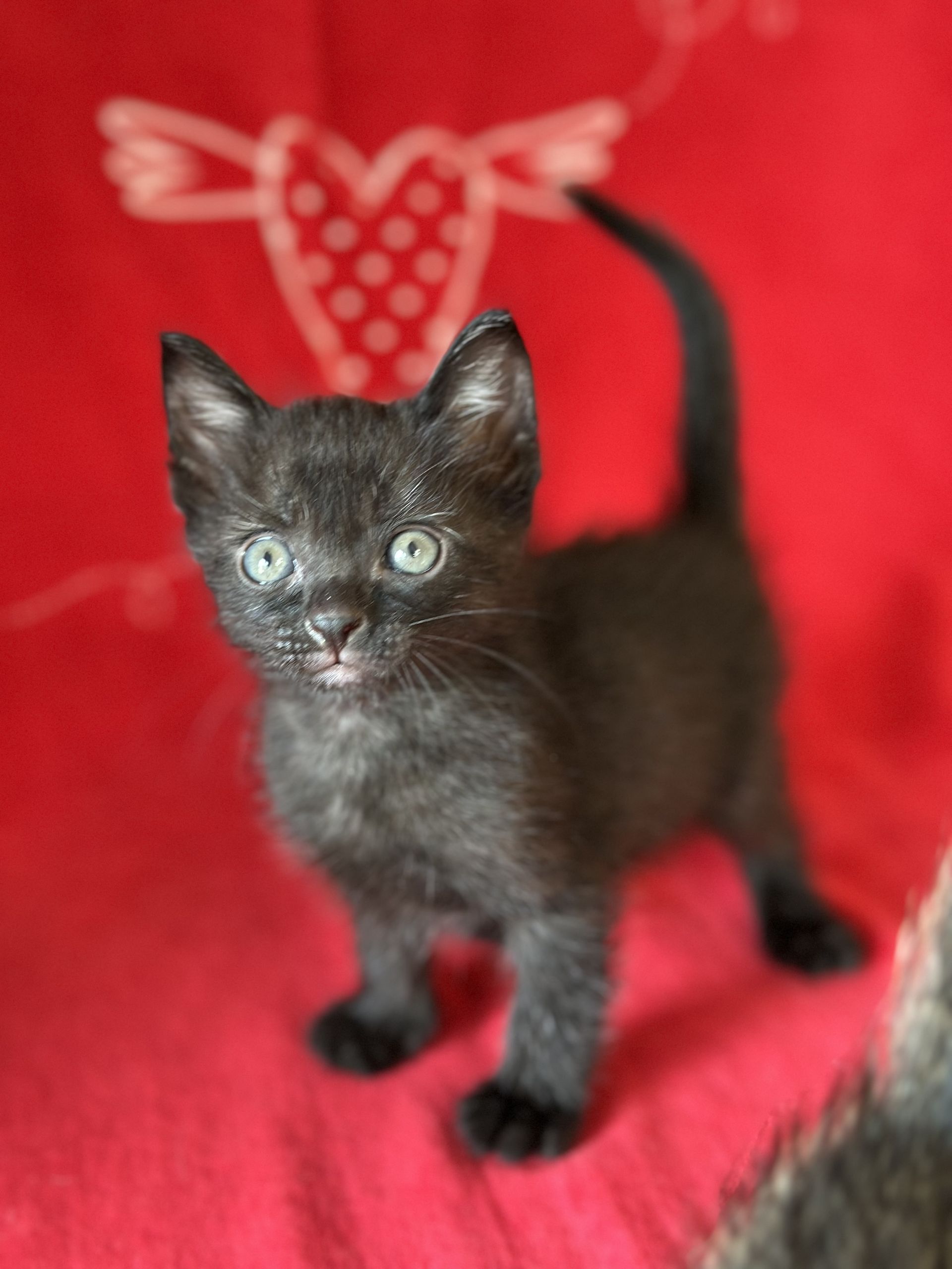 Black kitten with blue eyes and tongue out, standing on red fabric with a white heart design.