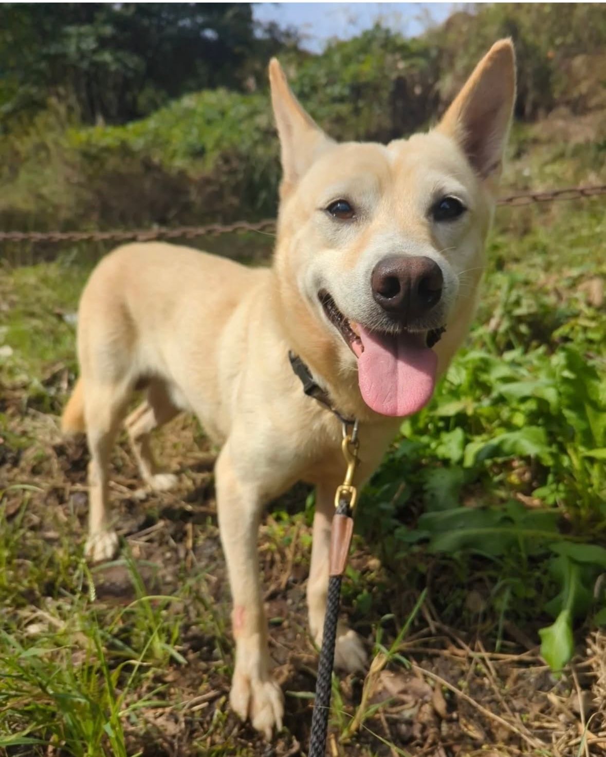 Tan-colored dog with pointed ears and a pink tongue smiles while on a leash in a grassy outdoor setting.
