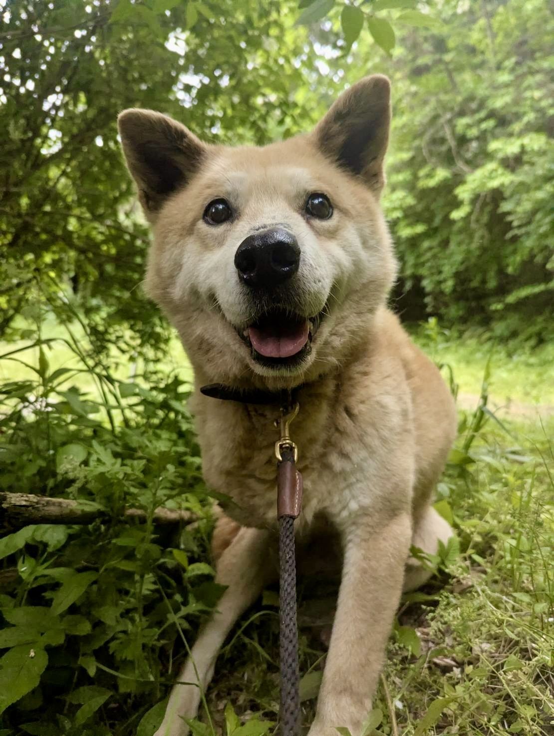 Tan dog with open mouth, smiling, in front of greenery; wearing a black collar and leash.