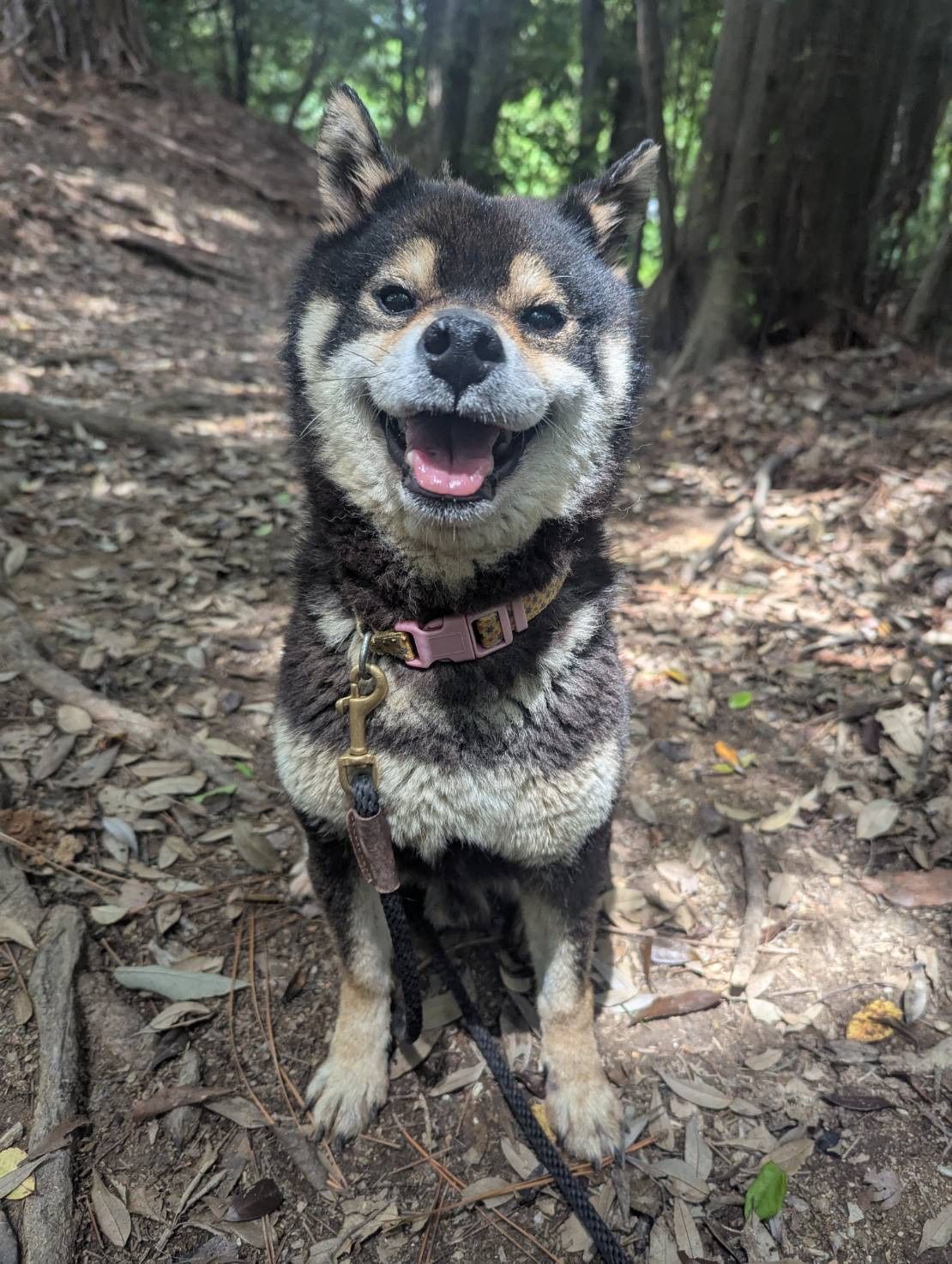 Black and tan Shiba Inu dog with a big smile sitting on a path in a forest.