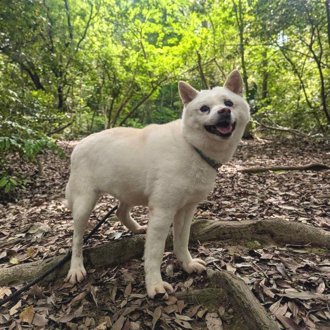 White dog with a happy expression standing on a tree root in a forest.