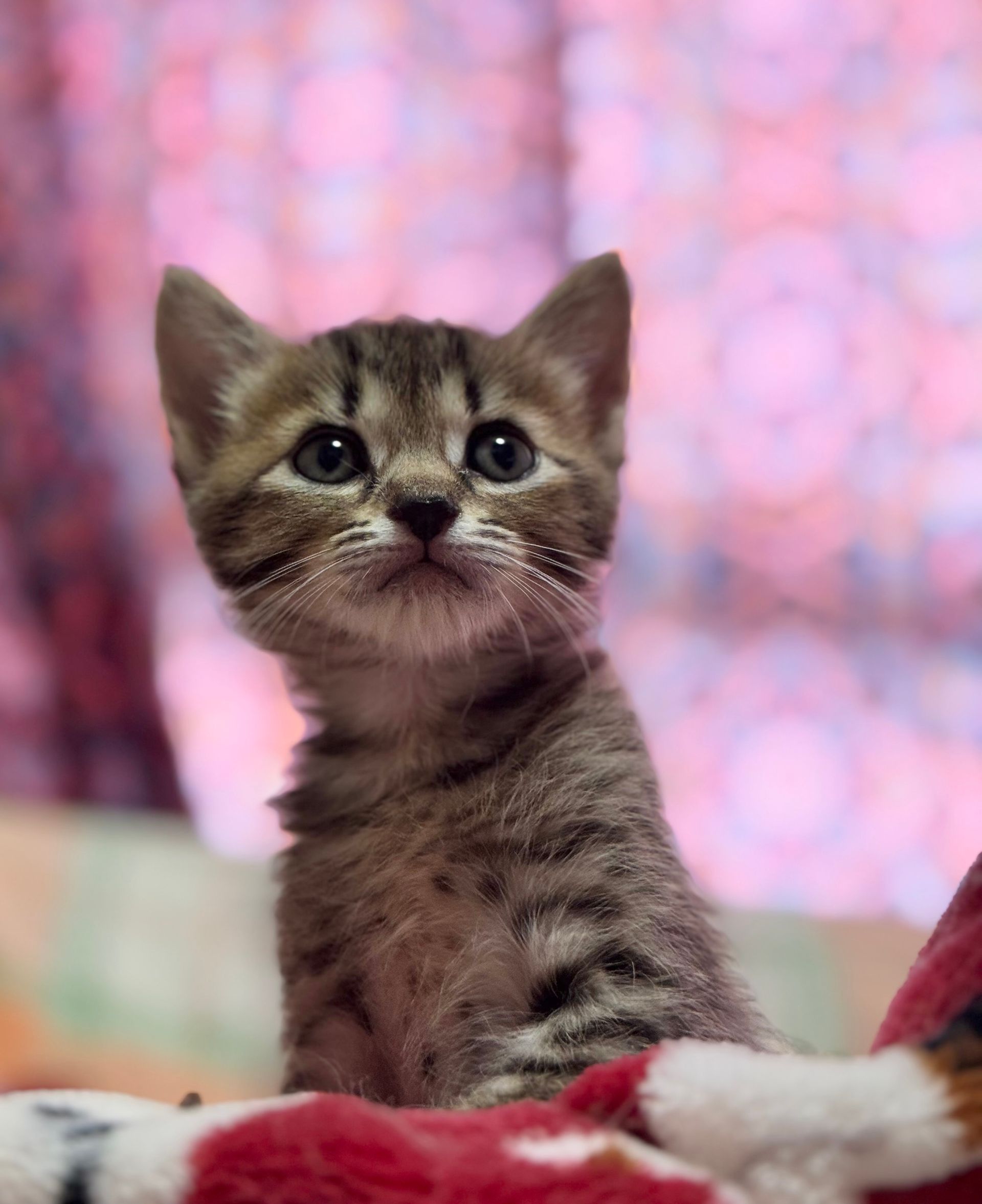 Tabby kitten, looking up. Brown and grey stripes, pink patterned background.