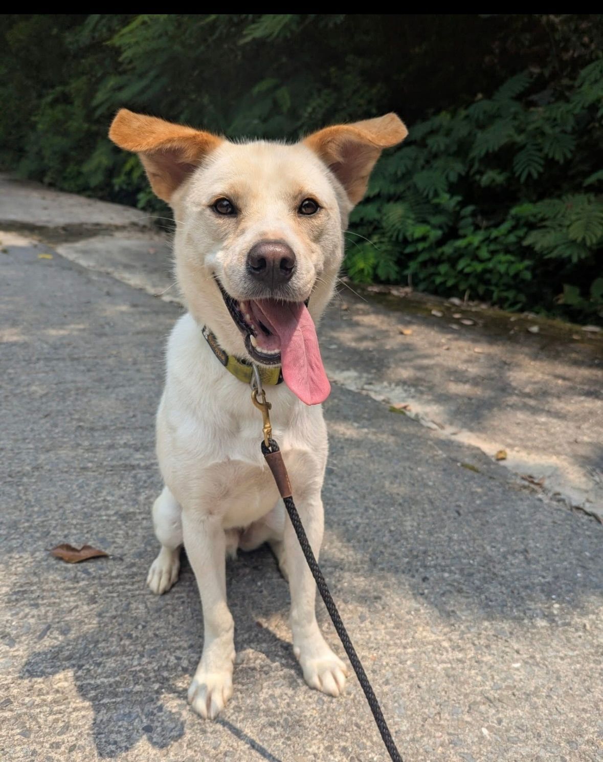 Smiling white dog with tan ears, panting with tongue out, on leash, sitting on pavement.