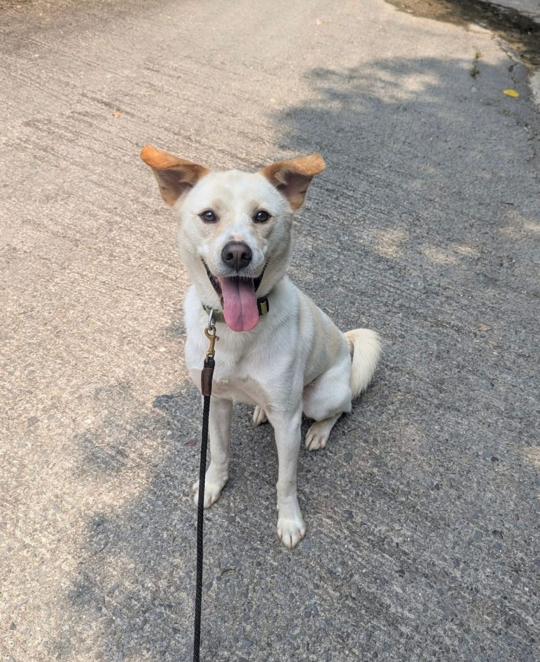 White dog with tan ears, sitting on asphalt, panting with leash attached.