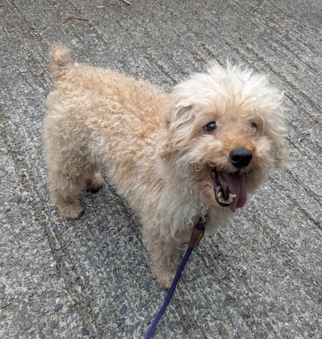 スージー（Susie）、明るいベージュの人懐っこいトイプードルの女の子。HEART Tokushimaで全国里親募集中。 Friendly light beige Toy Poodle availab