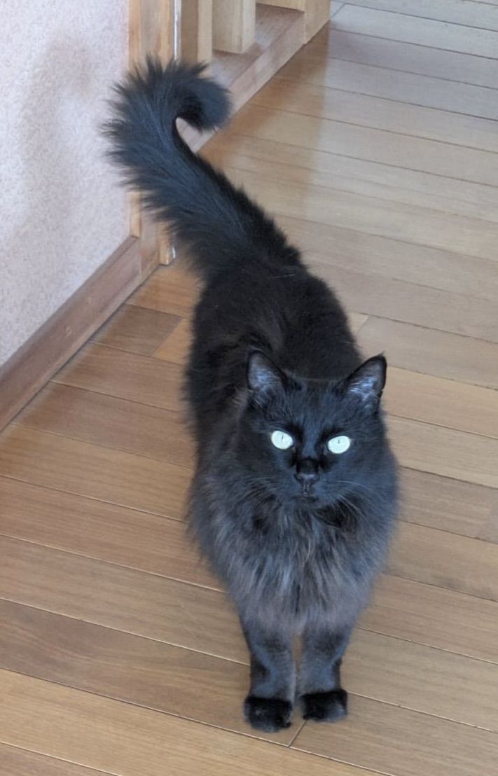 徳島の保護猫団体HEARTで里親募集中の長毛猫みーしゃ (Misha, long-haired rescue cat for nationwide adoption at HEART Tokushim