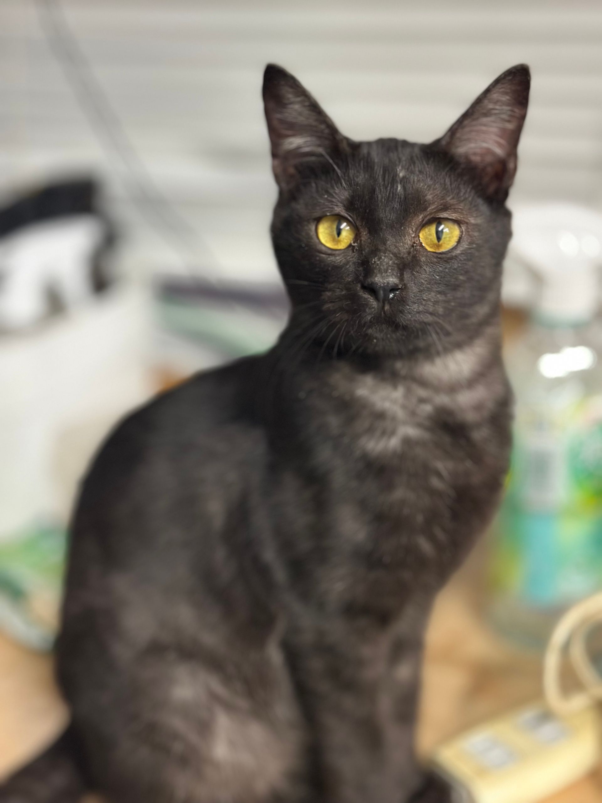 スモーキーダークグレーの男の子スミオ｜優しく少しシャイな保護子猫 Japan adoption