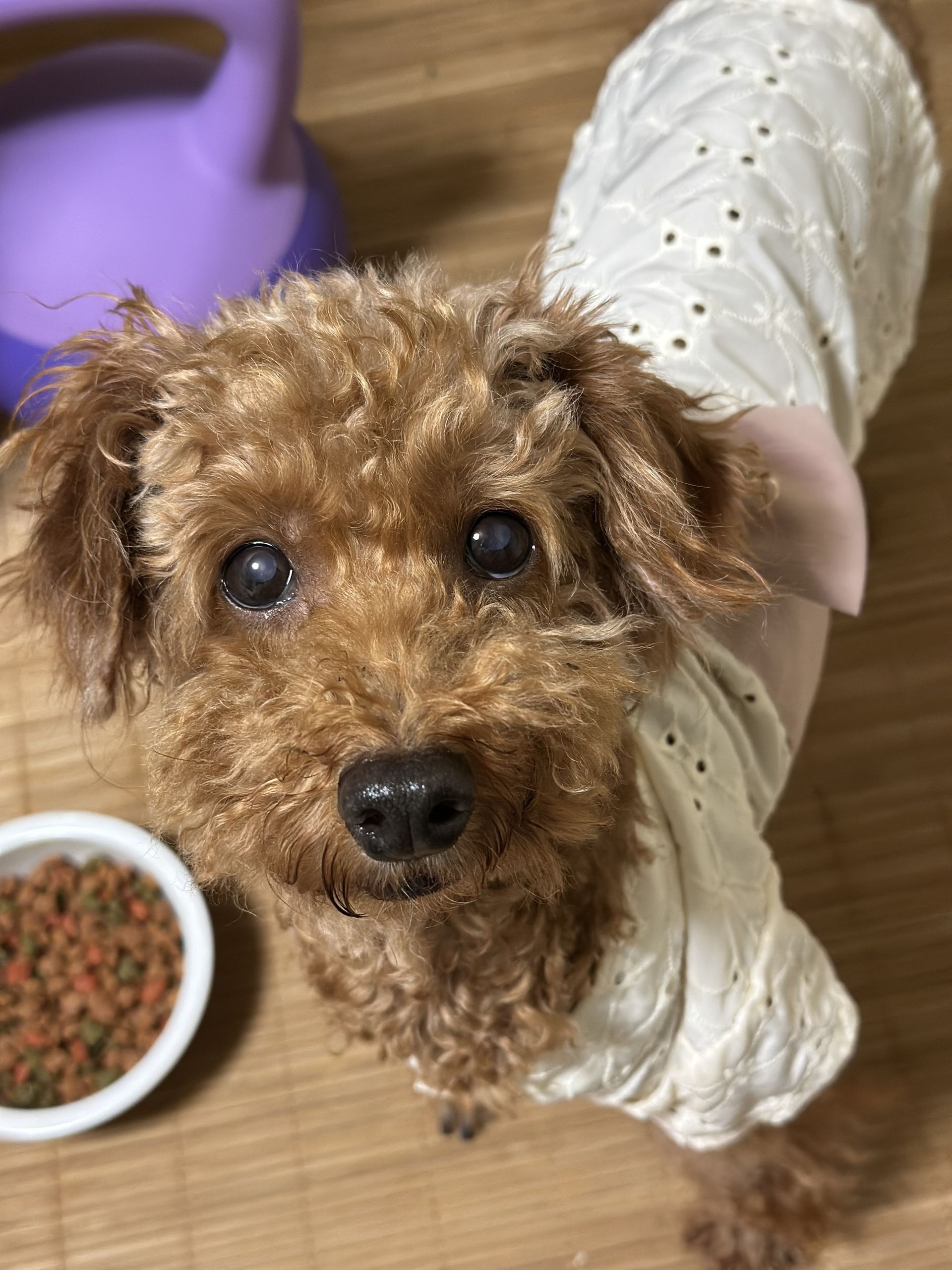 里親募集中の保護犬。7歳のトイプードルの女の子。繁殖業者から保護された、人懐っこく甘えん坊な犬です。Cindy, a 7-year-old female Toy Poodle for adoption