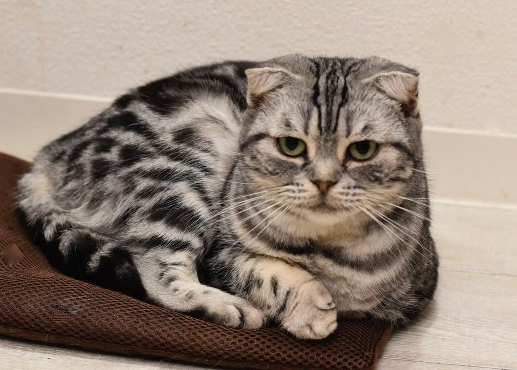 A cat is laying on a brown towel and looking at the camera
