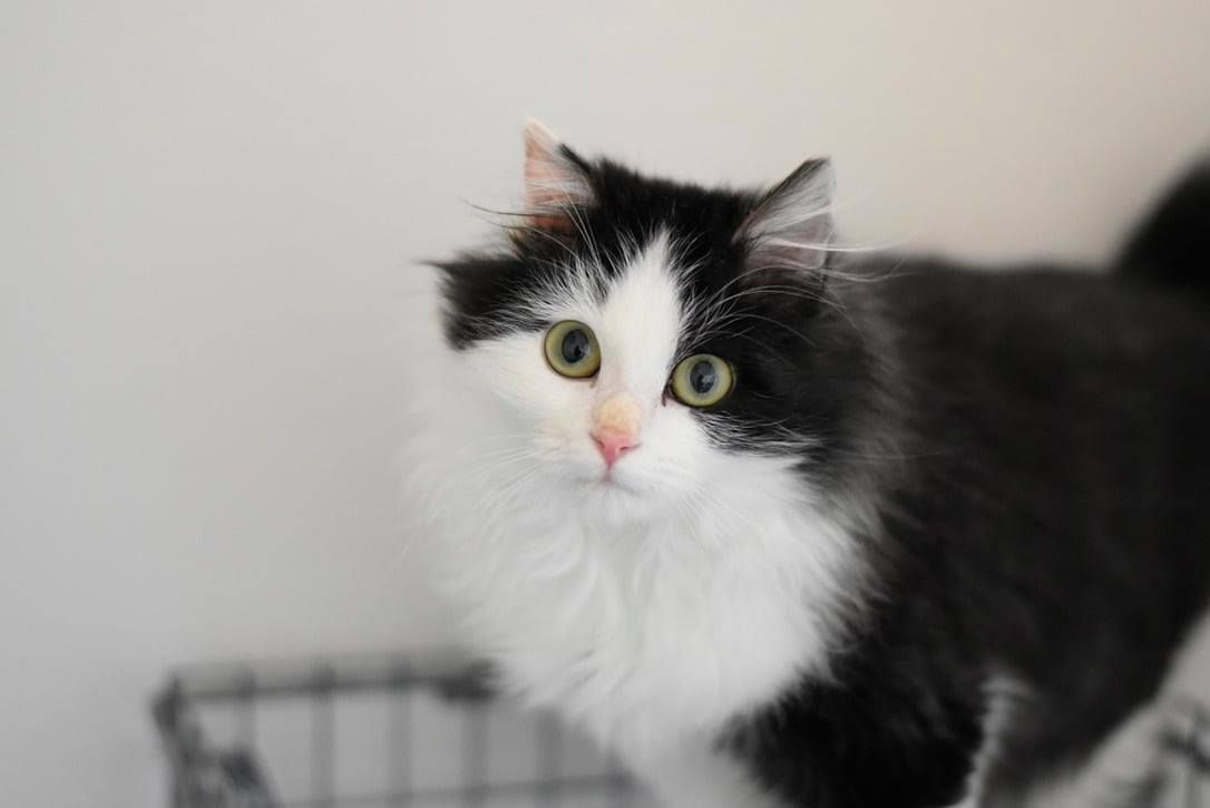 A black and white cat is sitting in a basket and looking at the camera.