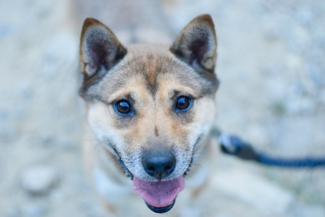 A close up of a dog on a leash looking at the camera.