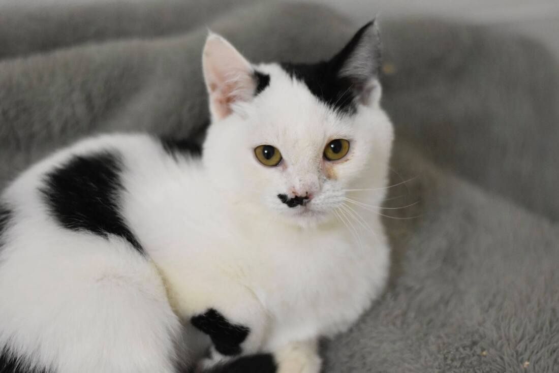 A black and white cat is laying on a bed and looking at the camera.