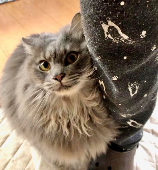 A fluffy gray cat is sitting next to a person 's leg.