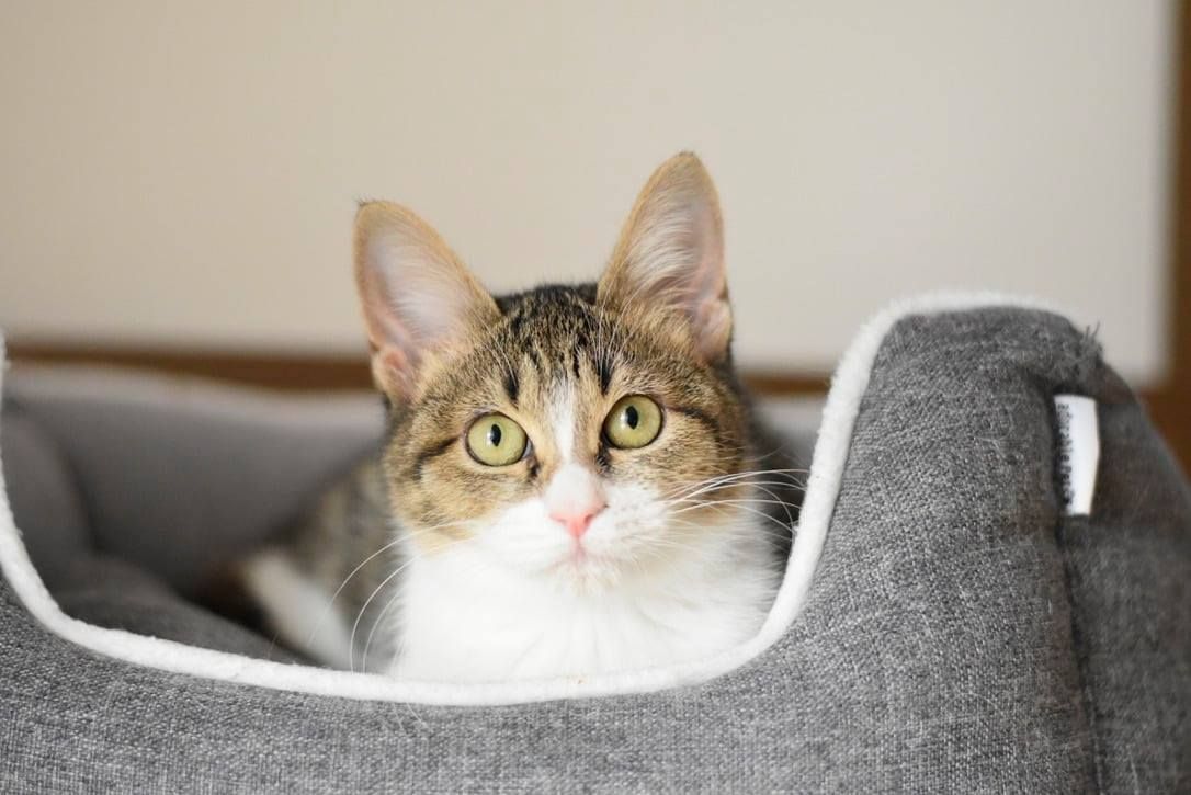 A cat is laying in a cat bed and looking at the camera.