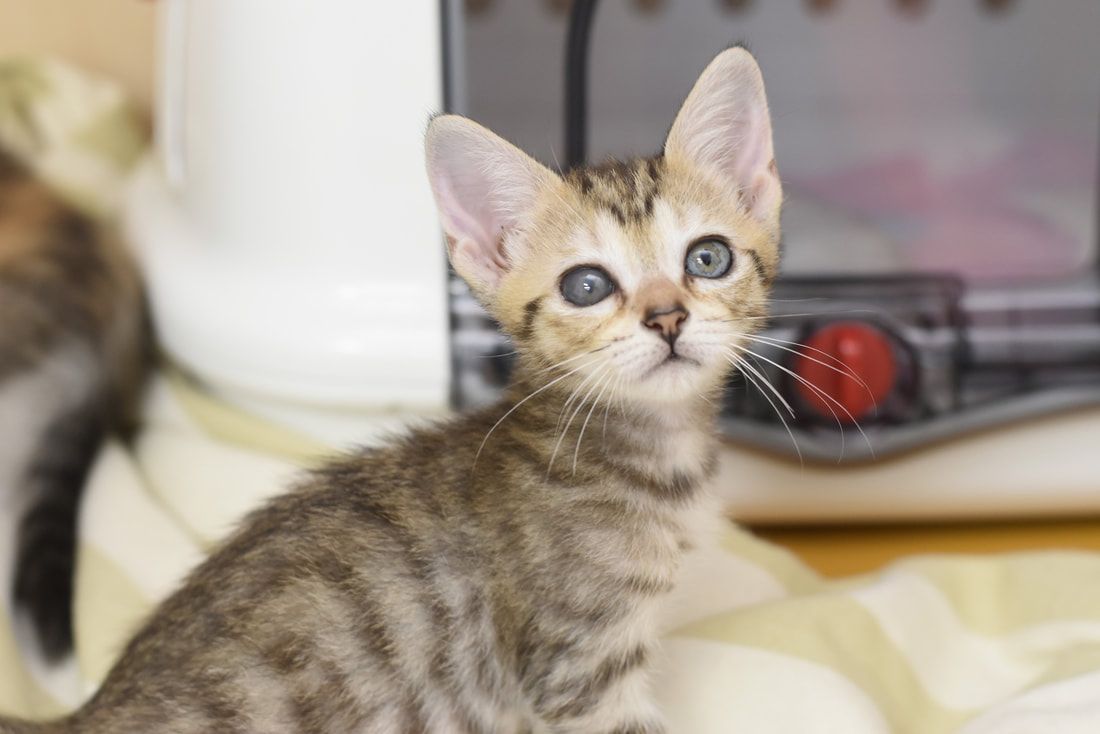A kitten is sitting on a table and looking at the camera.
