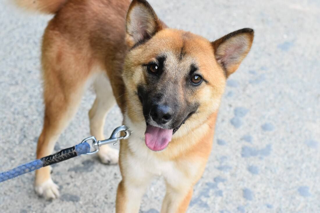 A close up of a dog on a leash.