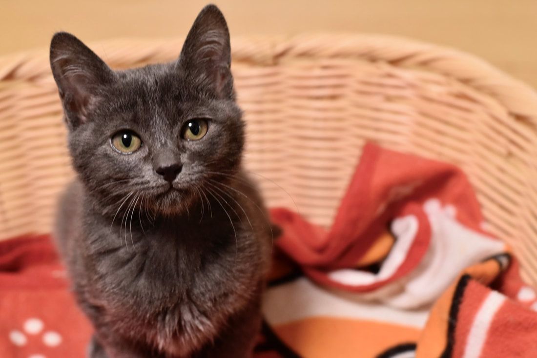 A gray cat is sitting in a wicker basket and looking at the camera.