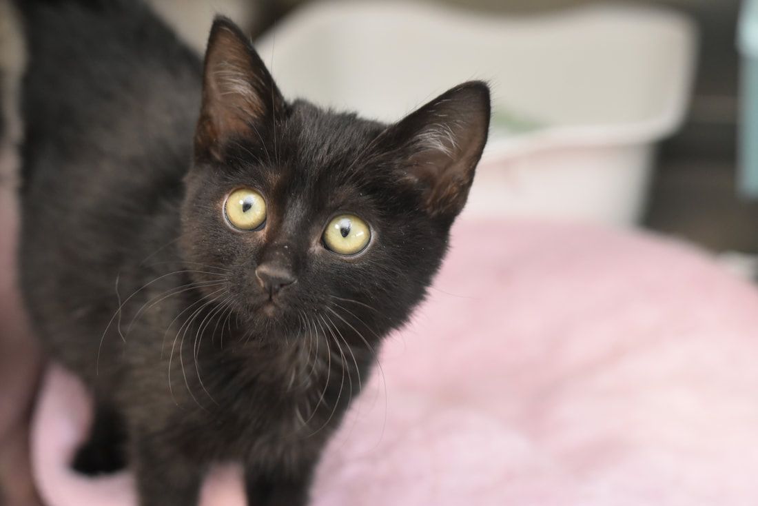 A black kitten with yellow eyes is sitting on a pink blanket and looking at the camera.