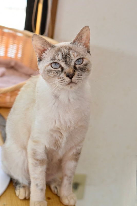 A white cat is sitting on a wooden table and looking at the camera.