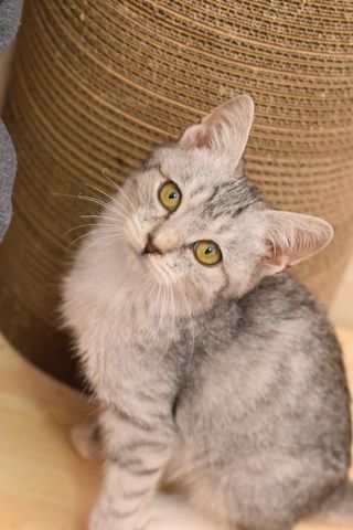 A kitten is sitting next to a cardboard box and looking up at the camera.