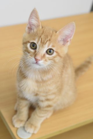 A kitten is sitting on a wooden table and looking up at the camera.