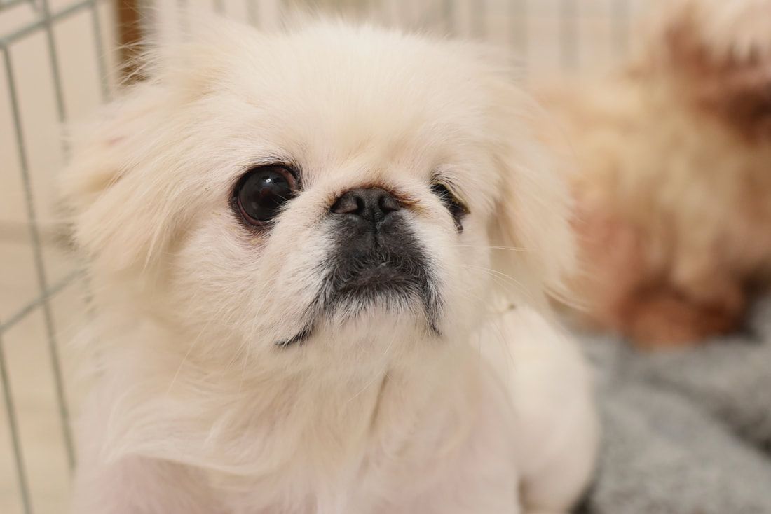 A small white dog is sitting in a cage and looking at the camera.
