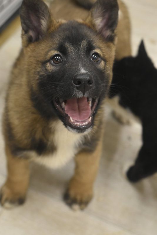 A brown and black puppy with its mouth open