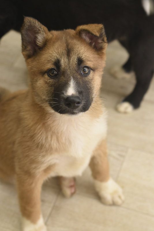 A brown and white puppy is standing on a tiled floor and looking at the camera.