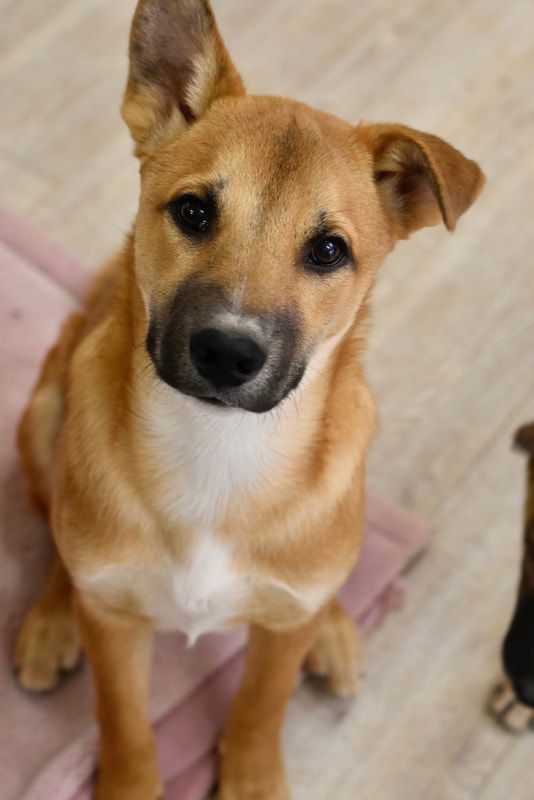 A brown and white dog is sitting on a pink blanket and looking up at the camera.