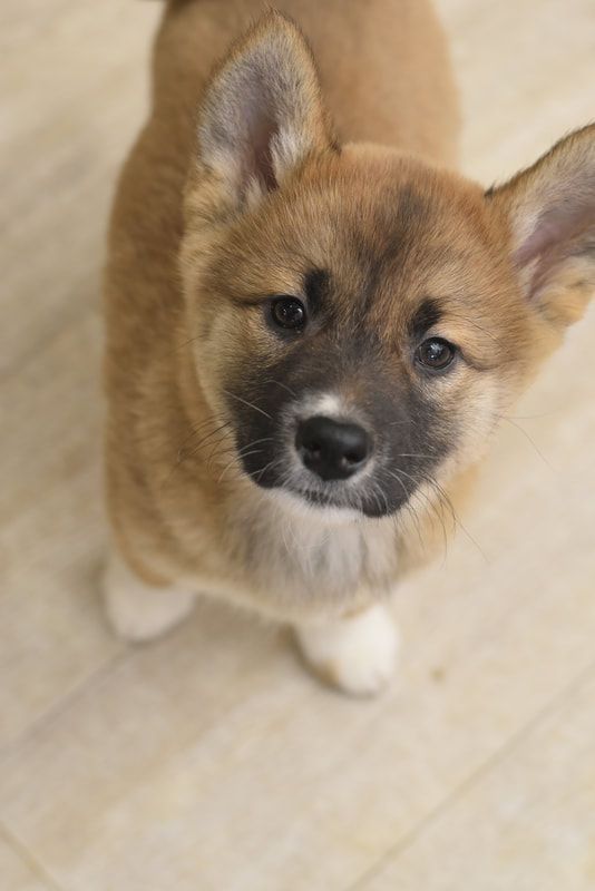 A brown and black puppy is looking up at the camera.