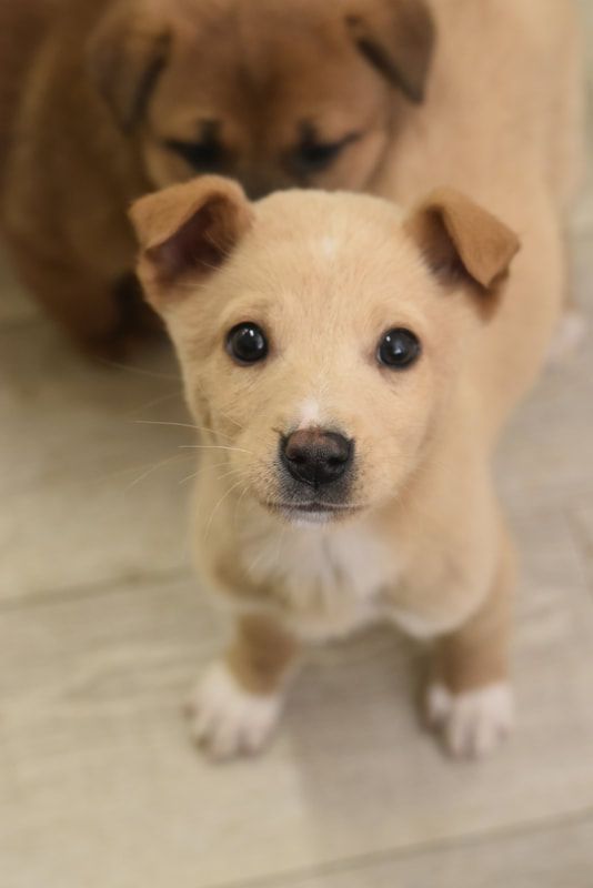Two puppies are standing next to each other on a wooden floor and looking at the camera.