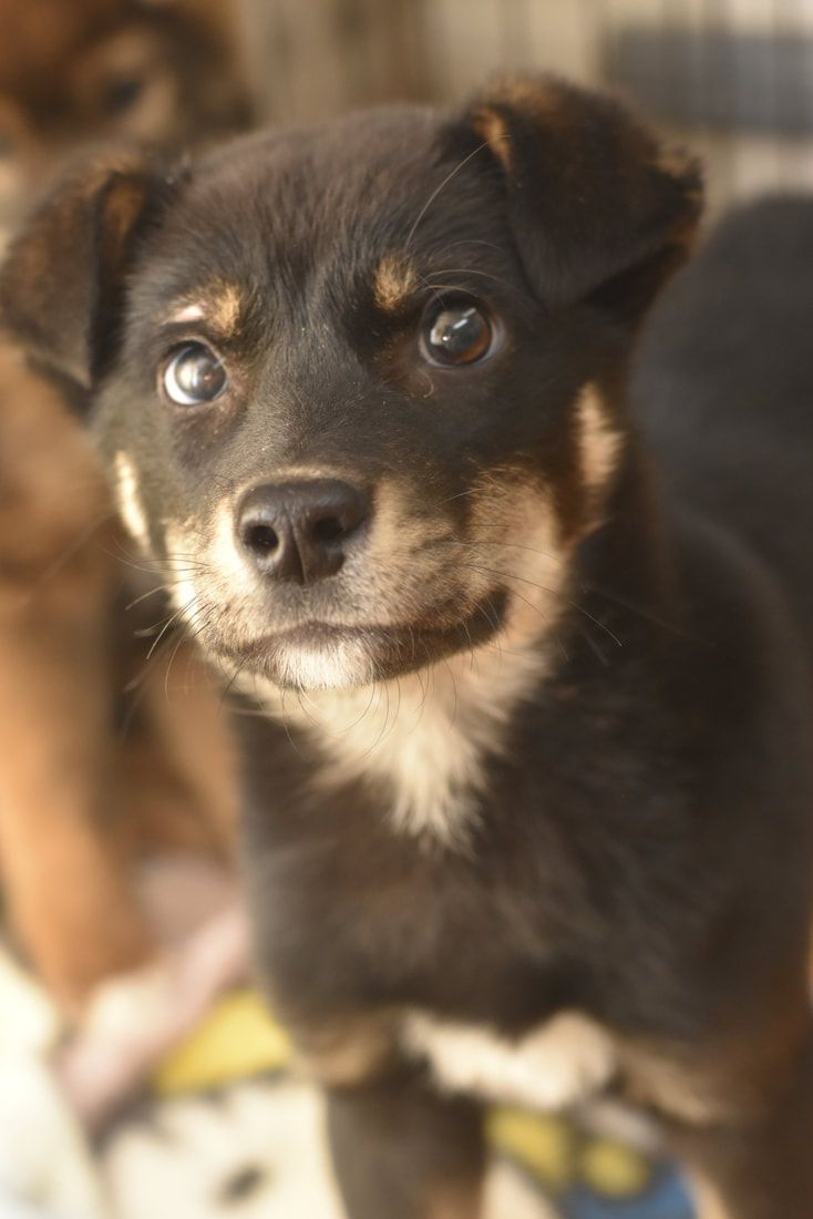 A close up of a black and brown puppy looking at the camera.