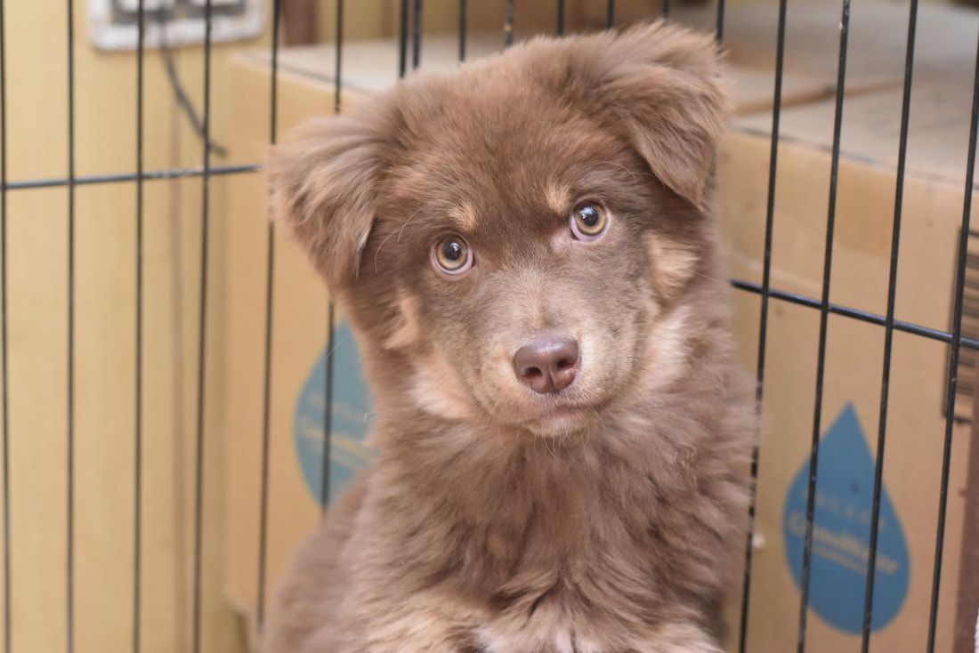 A brown puppy is sitting in a cage and looking at the camera.