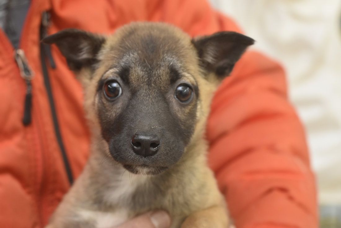 A person is holding a small brown and black puppy in their arms.