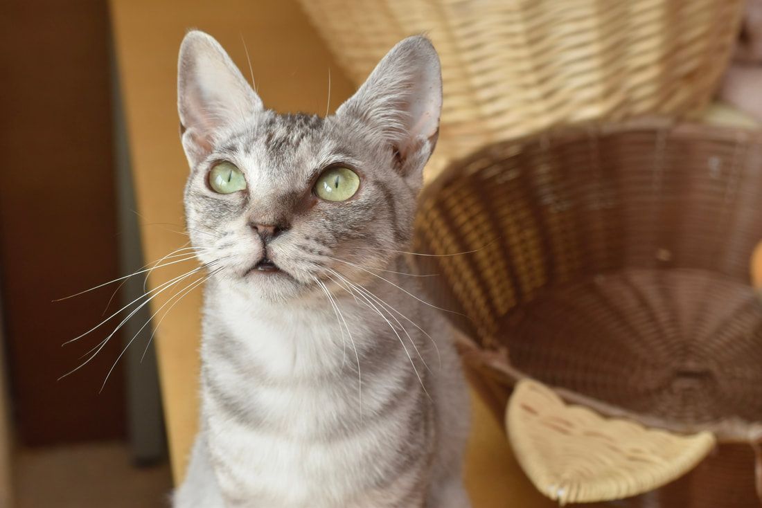 A cat with green eyes is looking up at the camera.
