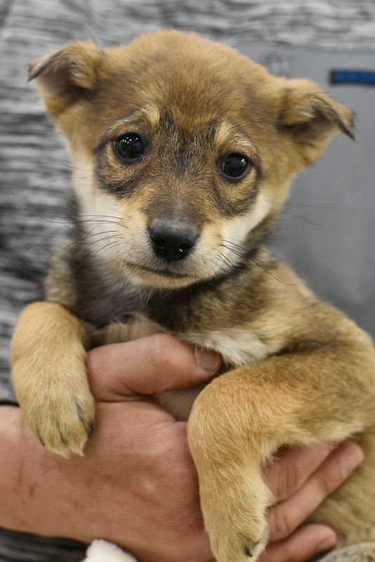 A person is holding a small brown puppy in their hands.