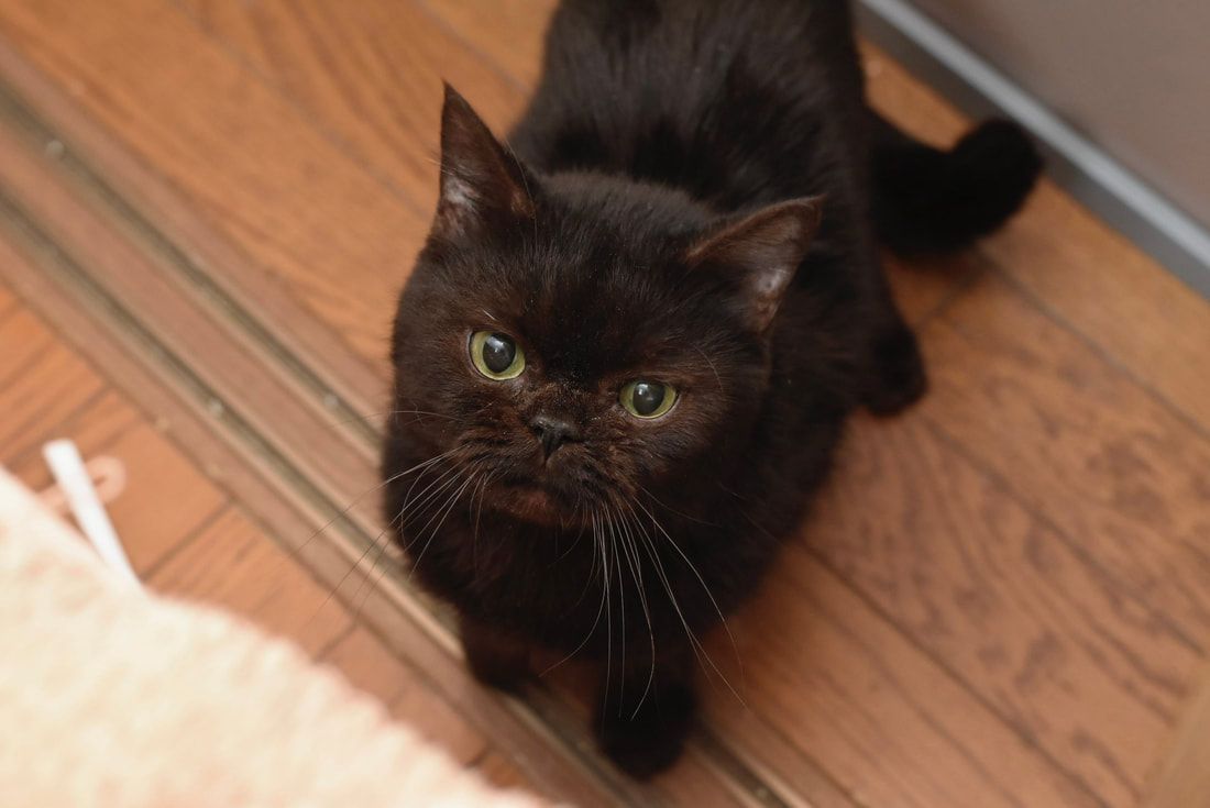 A black cat with green eyes is looking up at the camera