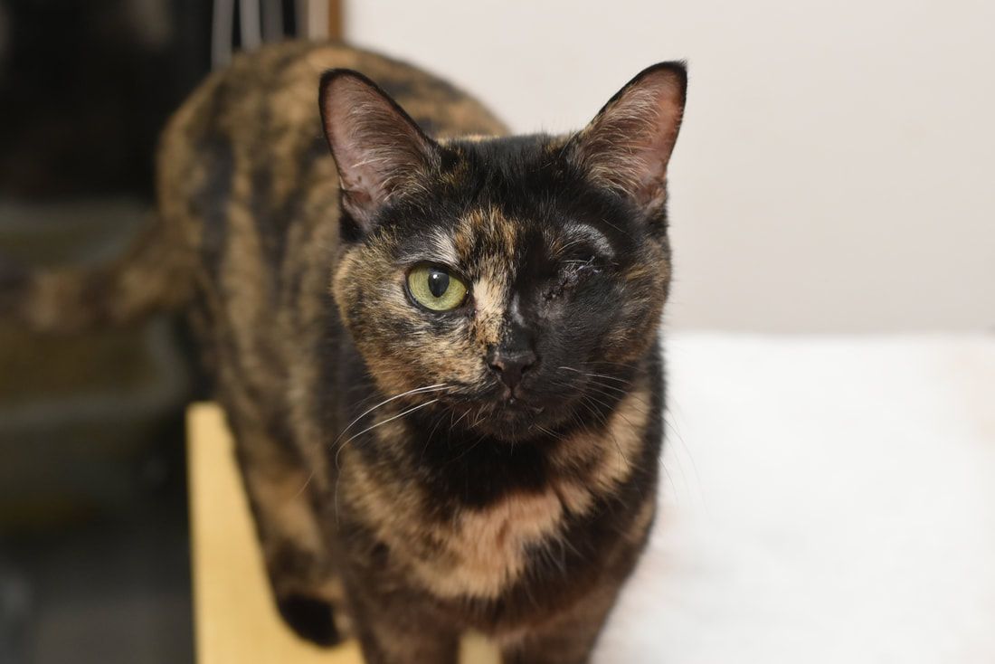 A cat with green eyes is standing on a table and looking at the camera.
