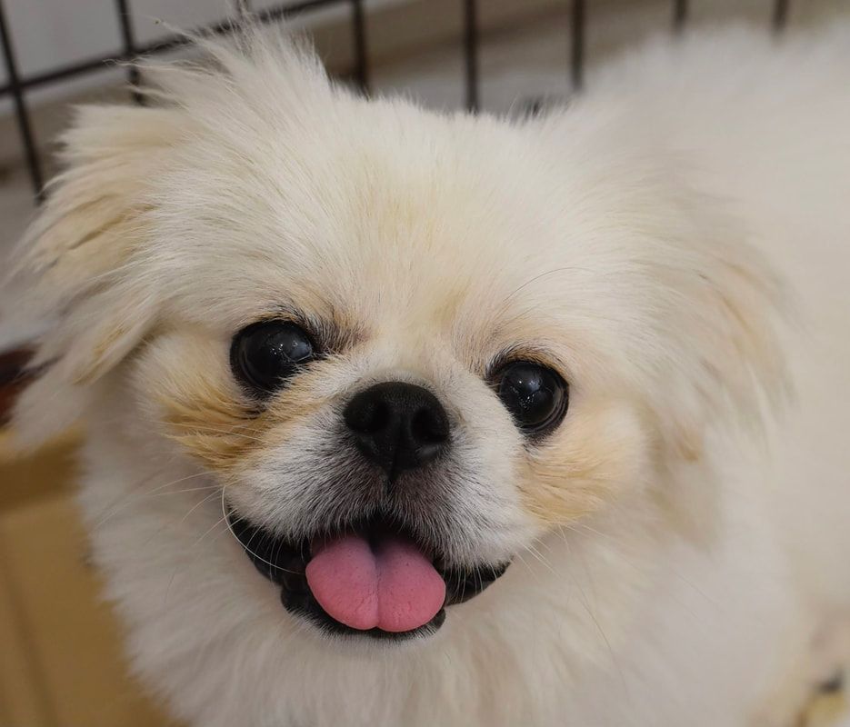 A close up of a small white dog with its tongue out.