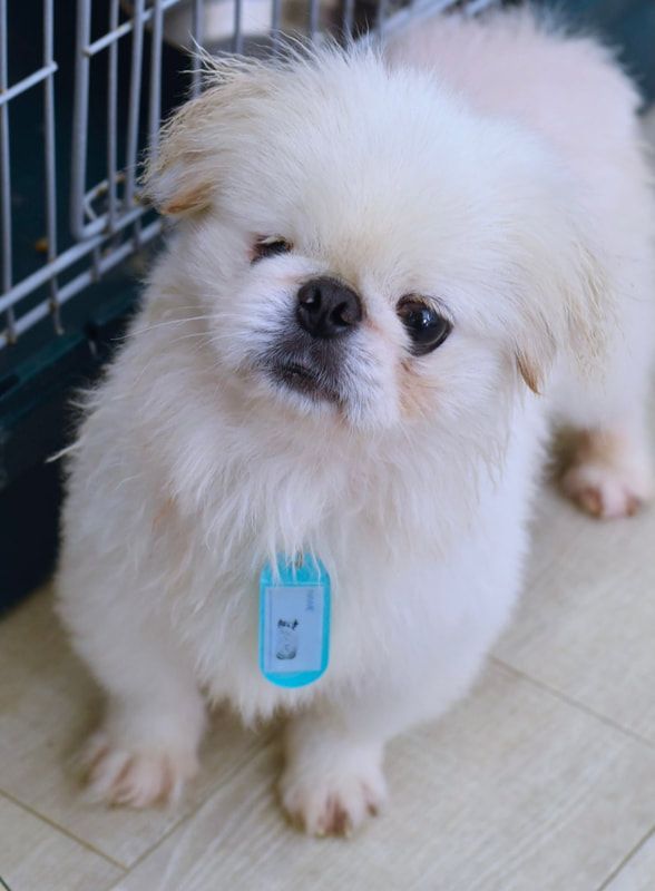 A small white dog with a blue tag around its neck is standing next to a cage.