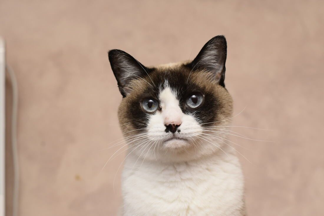 A close up of a snowshoe cat looking at the camera.