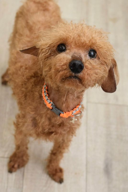 A small brown dog wearing an orange collar is looking up at the camera.