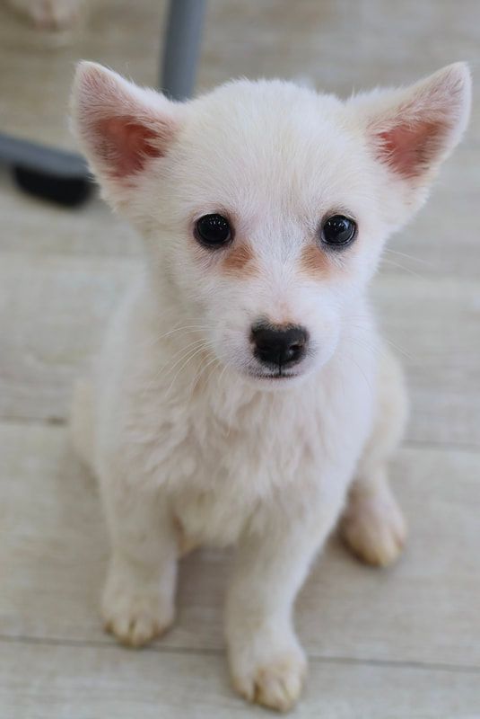 A small white puppy is sitting on a wooden floor and looking at the camera.