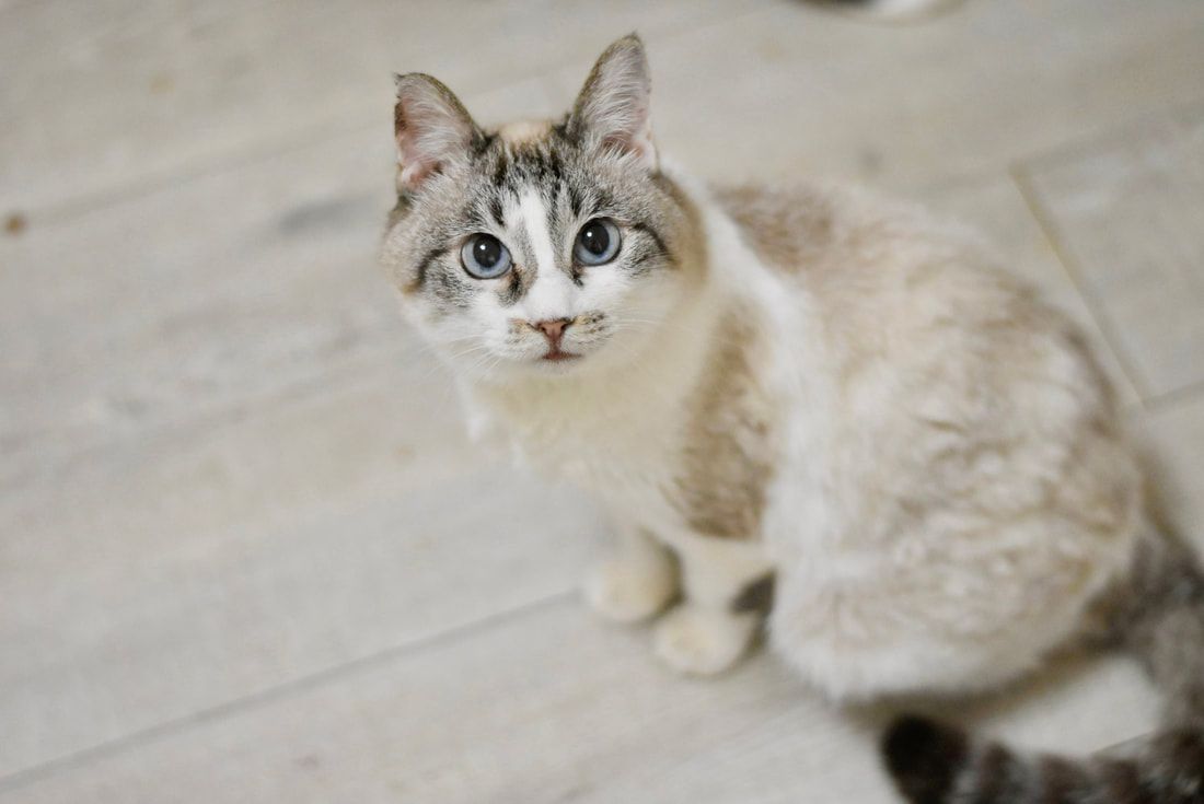 A cat is sitting on a tiled floor and looking up at the camera.