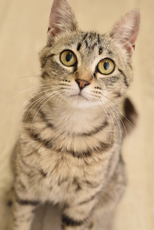 A close up of a cat looking up at the camera.