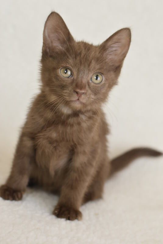 A brown kitten is sitting on a white blanket and looking at the camera.